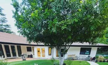 Tree Trimming